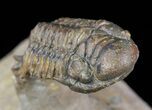 Cute, Little Crotalocephalina Trilobite - long #58734-2